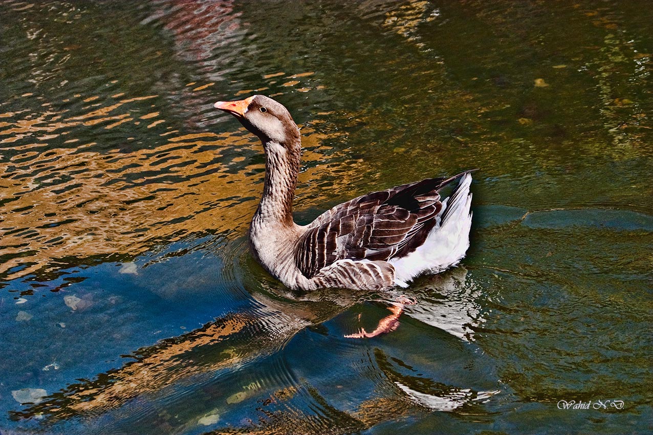 photo "Reflections" tags: landscape, nature, Africa, pets/farm animals, water