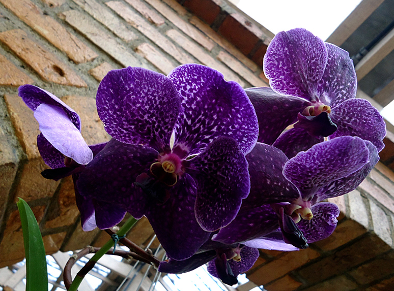 фото "Orchid" метки: природа, 