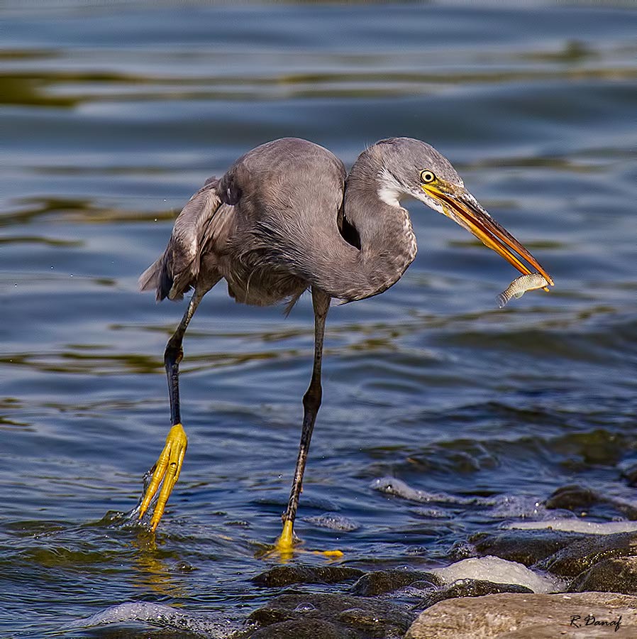 photo "The catch 2" tags: nature, bird