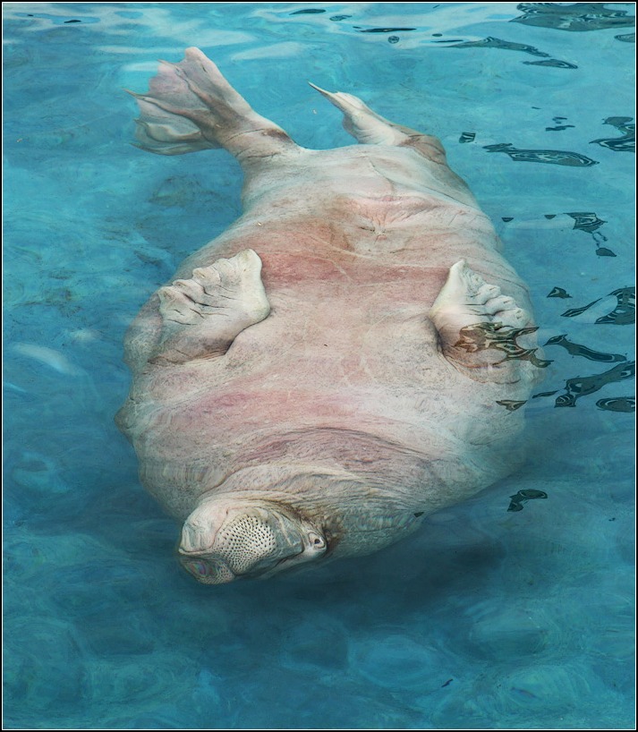 photo "walrus" tags: nature, МОРЖ, ТИХООКЕАНСКИЙ