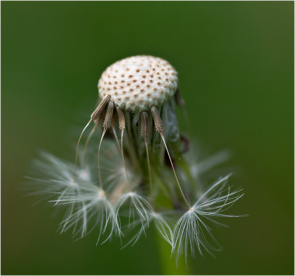 photo "* * *" tags: nature, macro and close-up, 