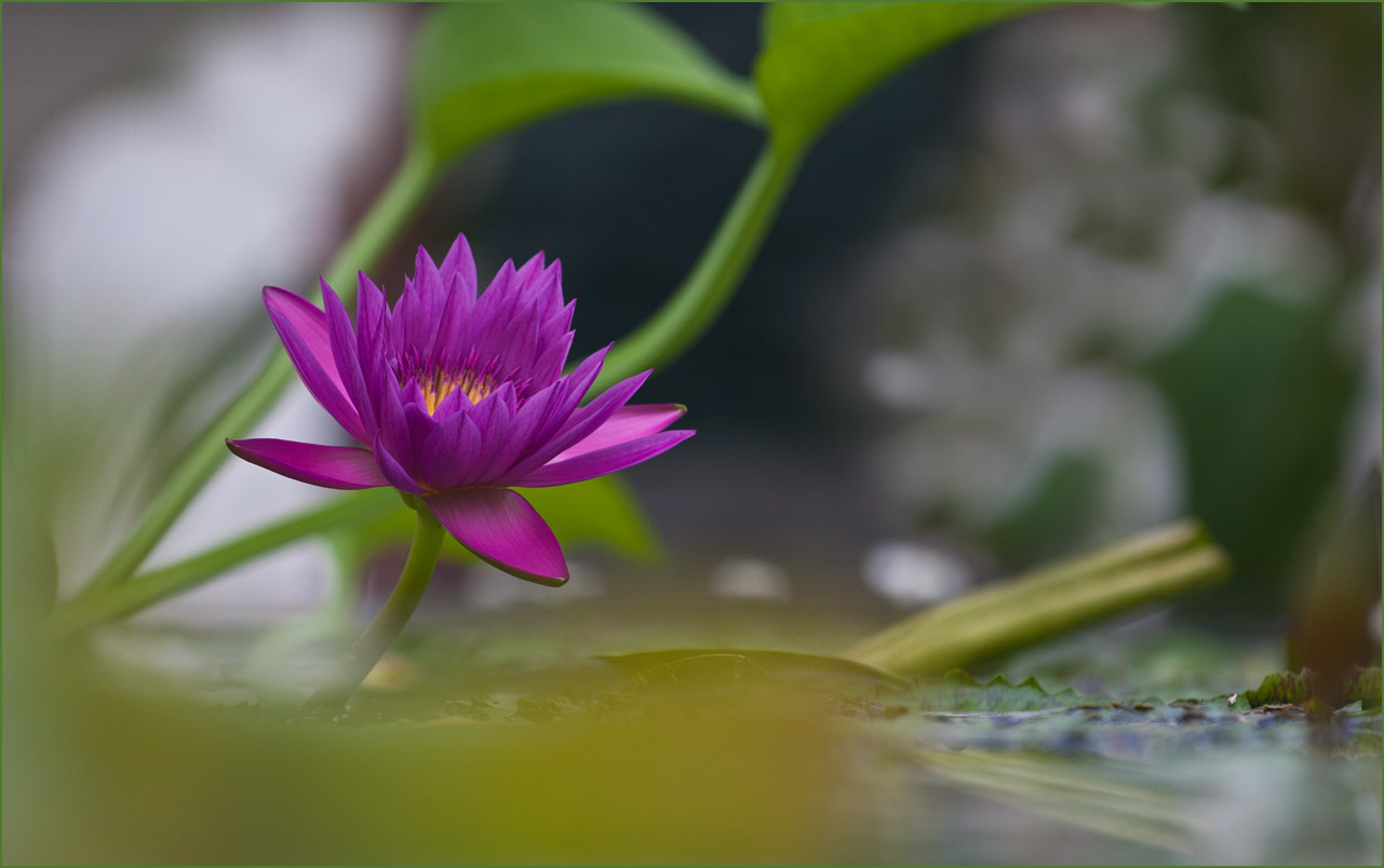 фото "***" метки: природа, цветы