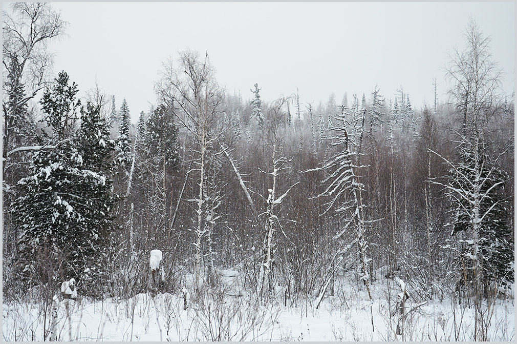 photo "***" tags: landscape, nature, forest, snow, winter