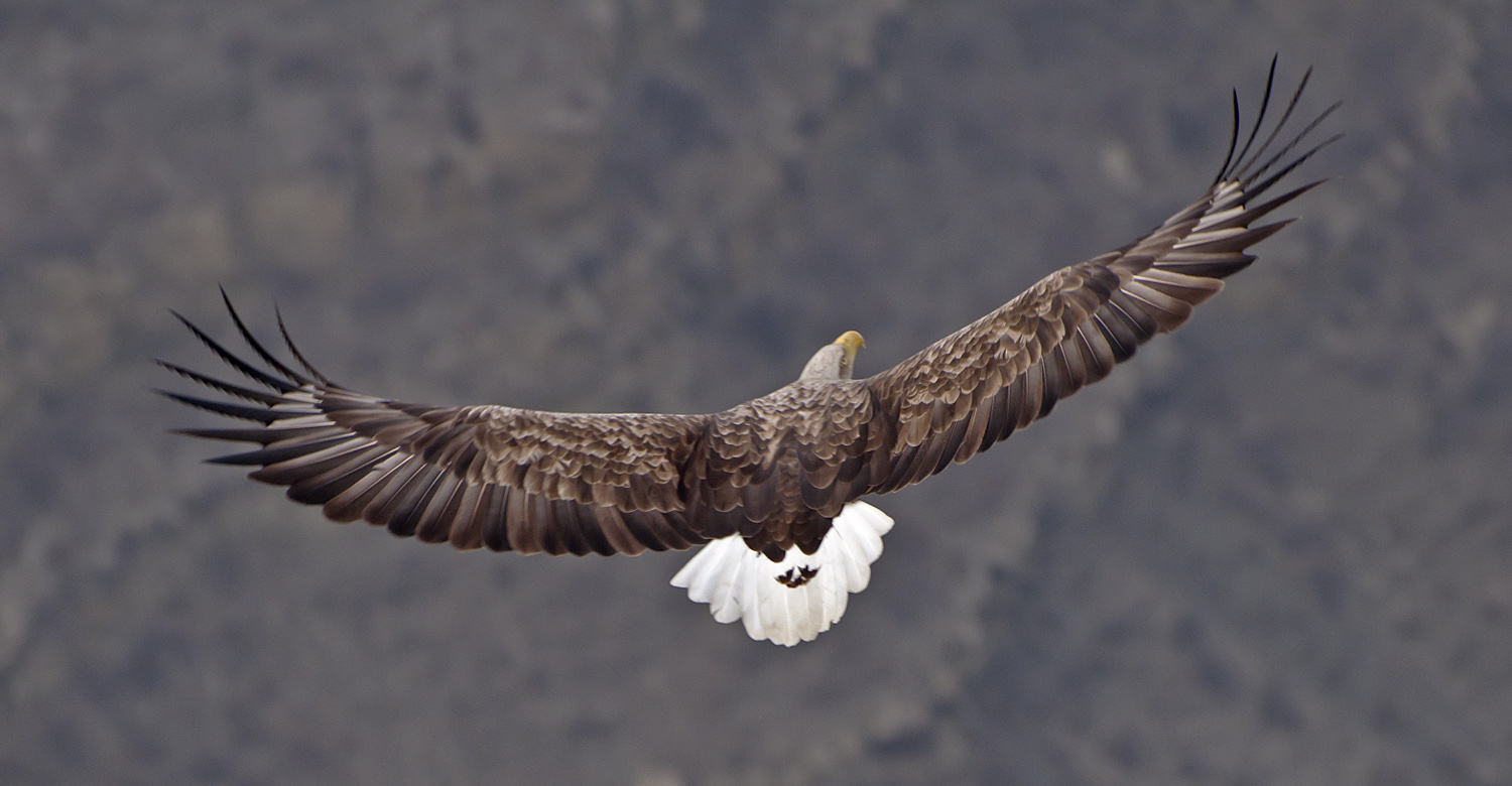 photo "***" tags: nature, flight, mountains, wild animals, wings, размах