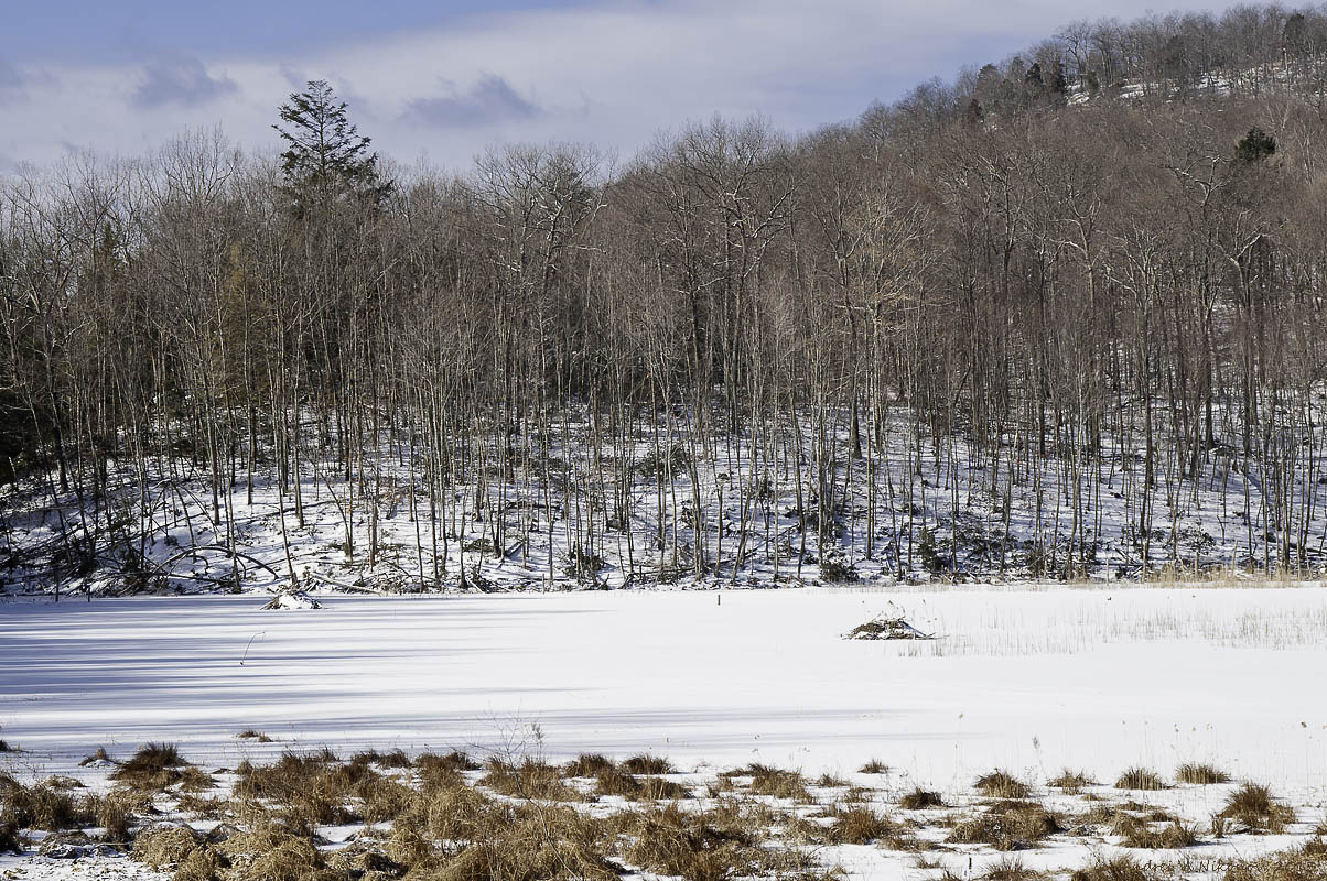 photo "Beaver's huts / Хатки бобров" tags: landscape, nature, Sterling Forest State Park, Swamp, forest, water, winter