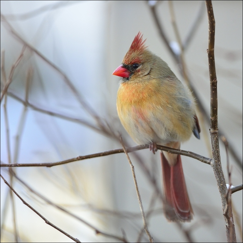 Птичка с шапочкой на голове. Красный Кардинал птица самка. Птица с хохолком. Птичка с красной грудкой и хохолком. Птица с красным хохолком.