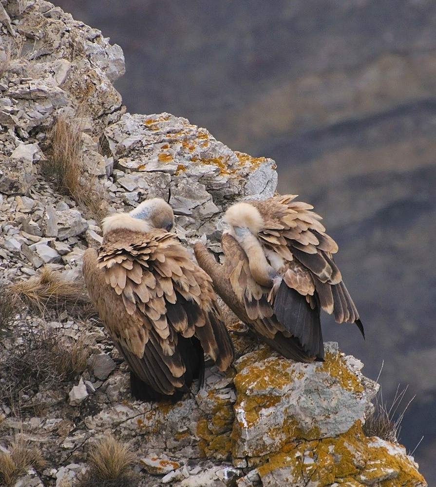 photo "***" tags: nature, mountains, wild animals