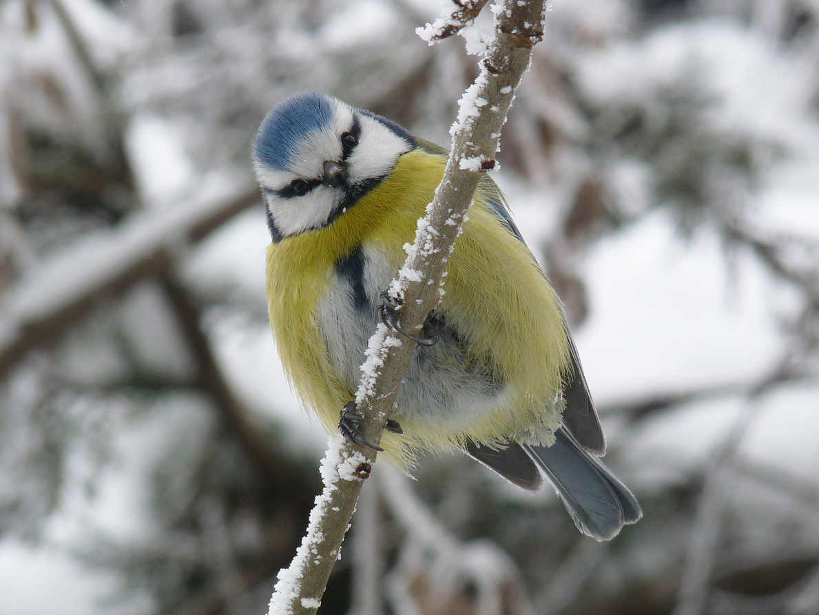 фото "Parus caeruleus" метки: природа, дикие животные, зима