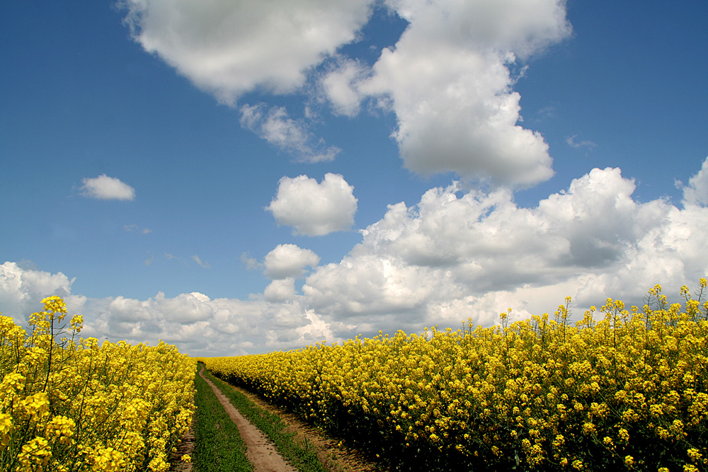 photo "***" tags: landscape, clouds, colza, field, road, sky, spring, yellow