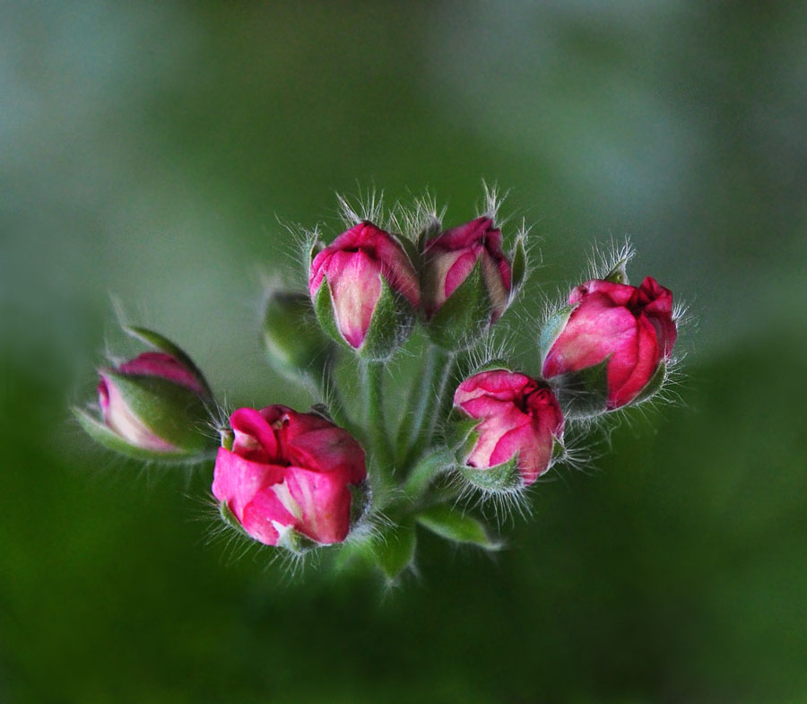 photo "***" tags: macro and close-up, цветок Герань