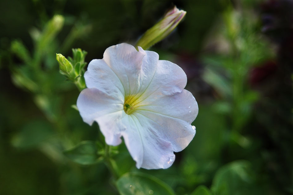 photo "***" tags: nature, flowers