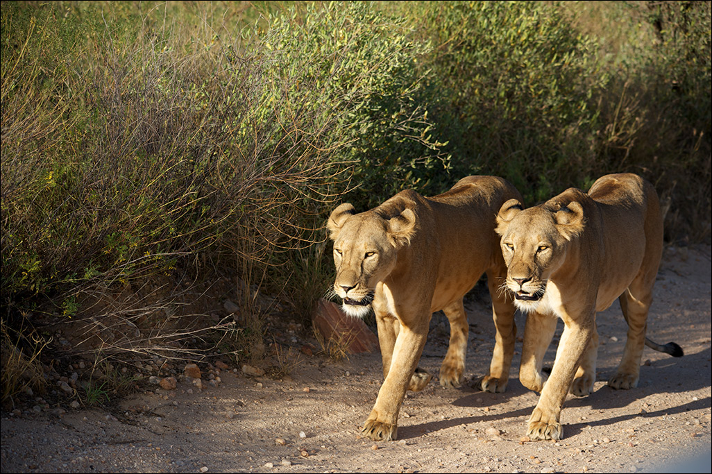 photo "Sisters" tags: nature, travel, Лев, львица, львицы, саванна, хищник