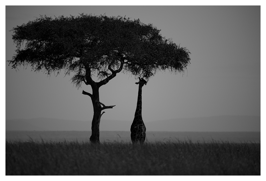 photo "Savanna" tags: landscape, black&white, travel, Africa, wild animals, жираф, саванна