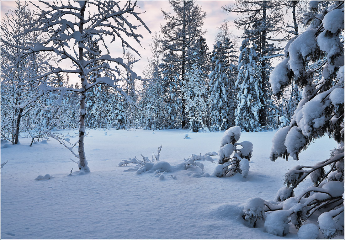 photo "***" tags: landscape, nature, forest, winter