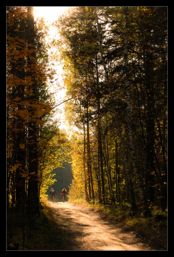 фото "Дорога к свету" метки: пейзаж, forest, sun, лес, лето, солнце