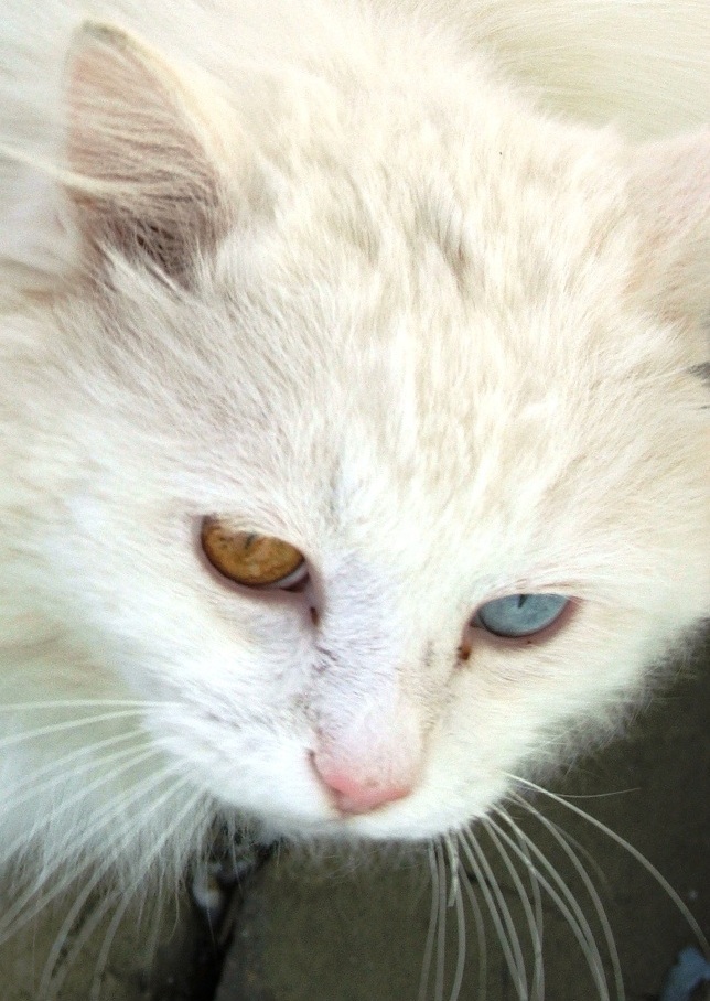 photo "***" tags: misc., 