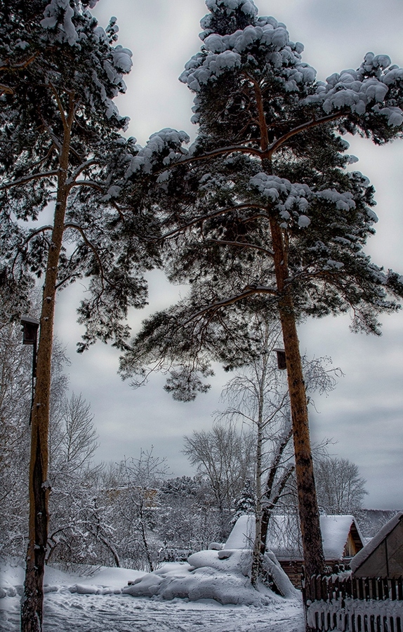 photo "***" tags: street, city, forest, winter