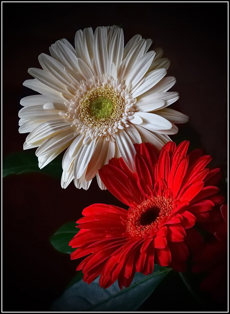 photo "Kay and Gerda" tags: nature, macro and close-up, flowers, гербера