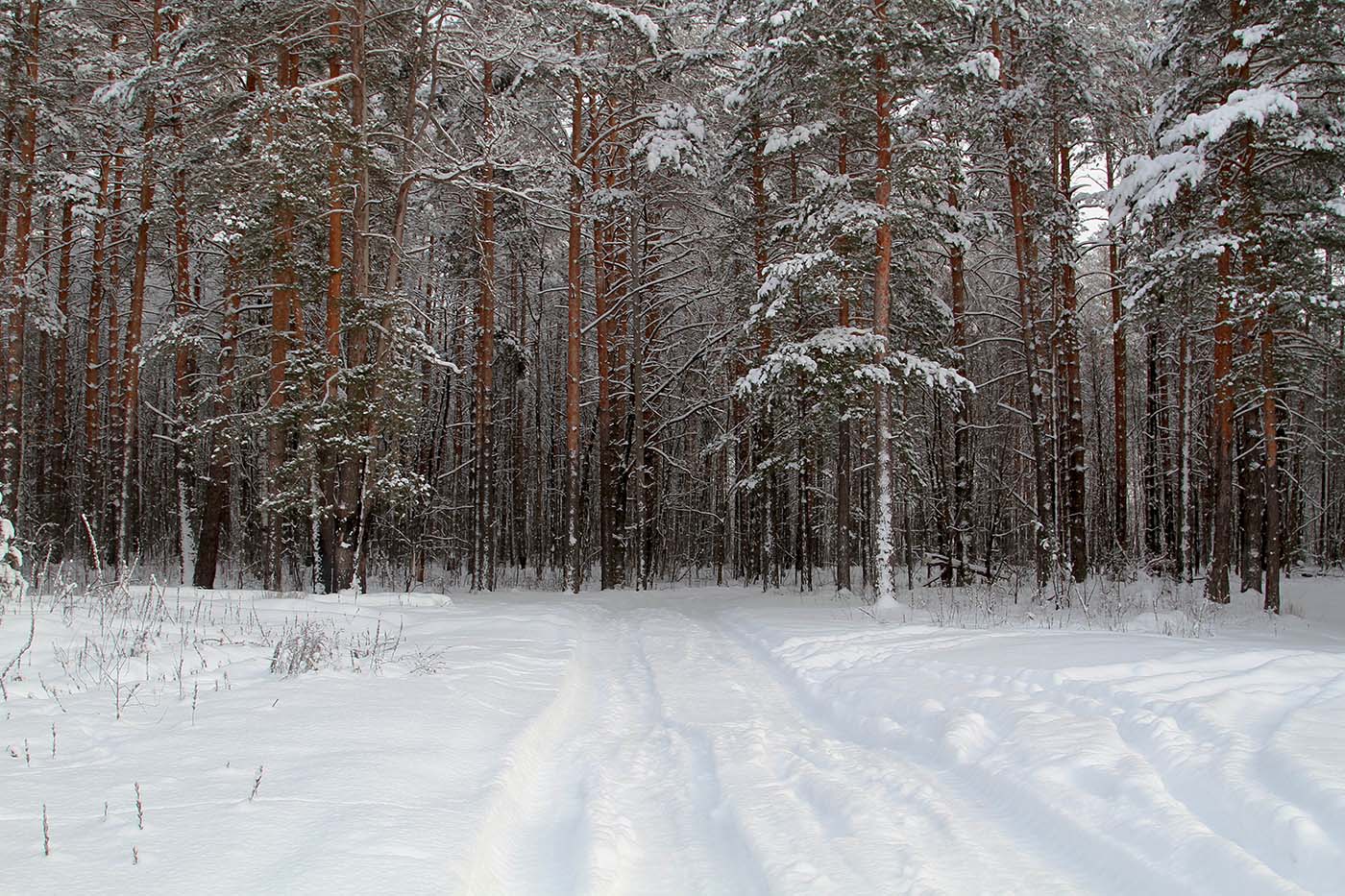 фото "Зимний лес." метки: пейзаж, 