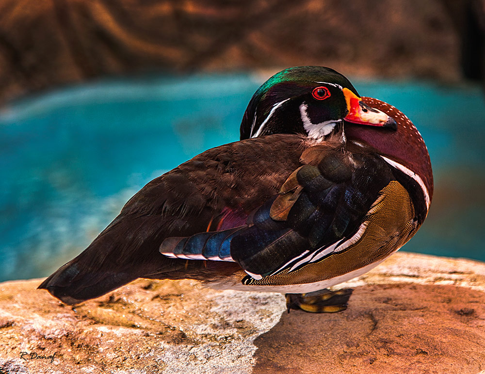 photo "Duck" tags: nature, bird