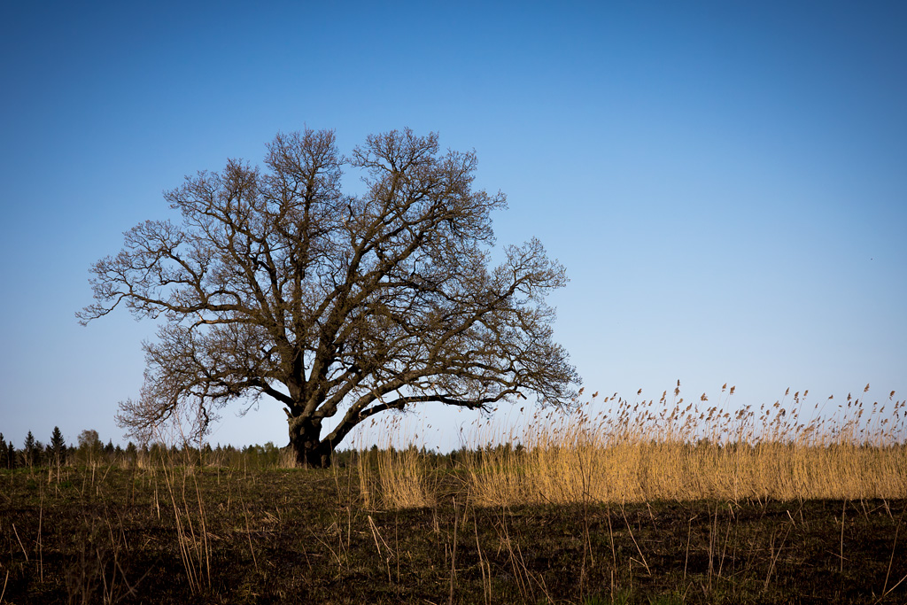 photo "Irinovsky oak" tags: landscape, travel, 