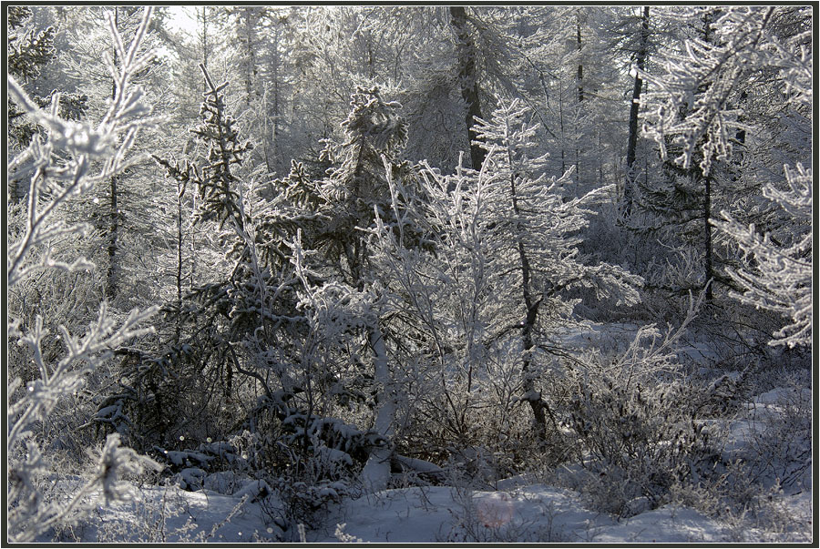 photo "***" tags: landscape, hoarfrost, taiga, мороз