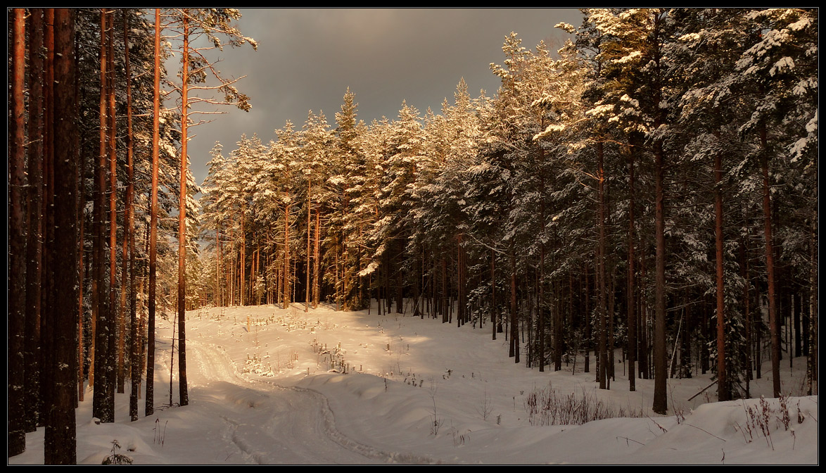 photo "***" tags: landscape, forest, snow, sun, winter, сосны, январь