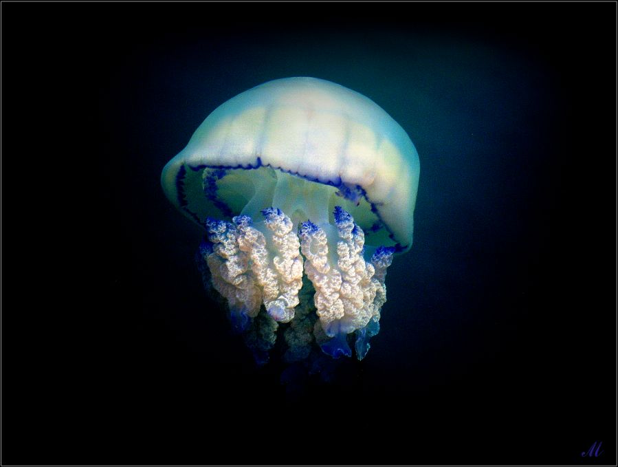 photo "Chants of jellyfish" tags: nature, 