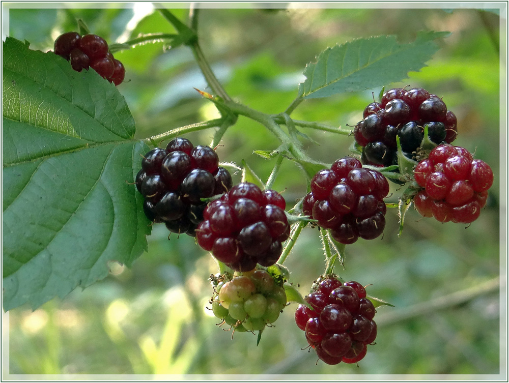 photo "***" tags: nature, autumn, forest, Ягоды, ежевика, макро