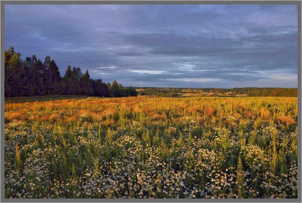 photo "***" tags: landscape, nature, field, summer, Вологодчина