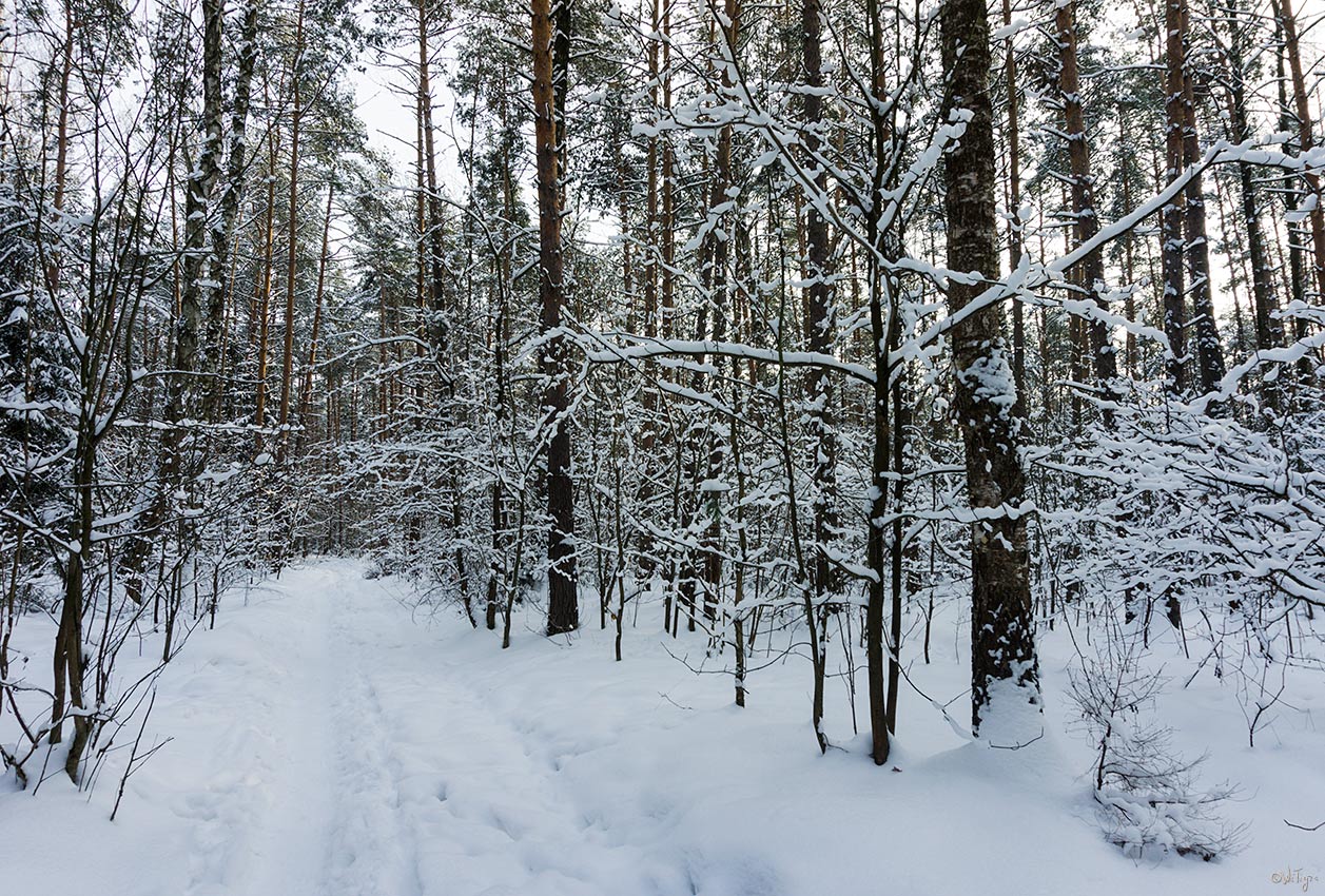 фото "В розовом лесу" метки: пейзаж, зима, лес