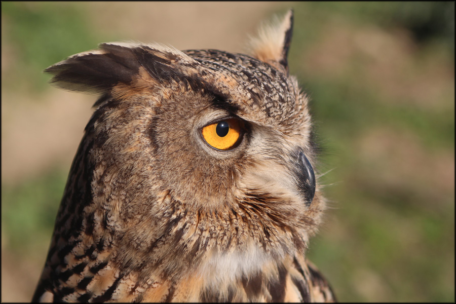 photo "Owl" tags: nature, Jimena, Owl, spain