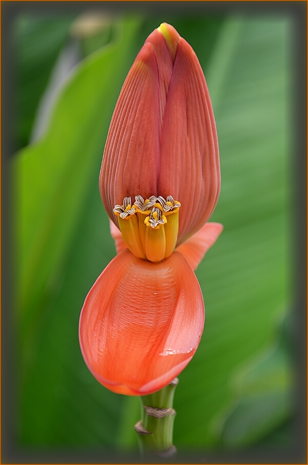 photo "***" tags: nature, travel, flowers