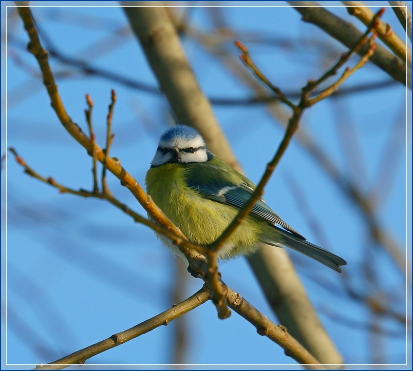 photo "Etude in blue" tags: nature, лазоревка