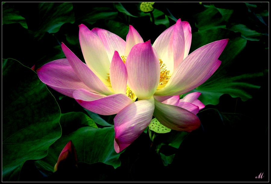 photo "Dance a lily on eyelash night" tags: reporting, 