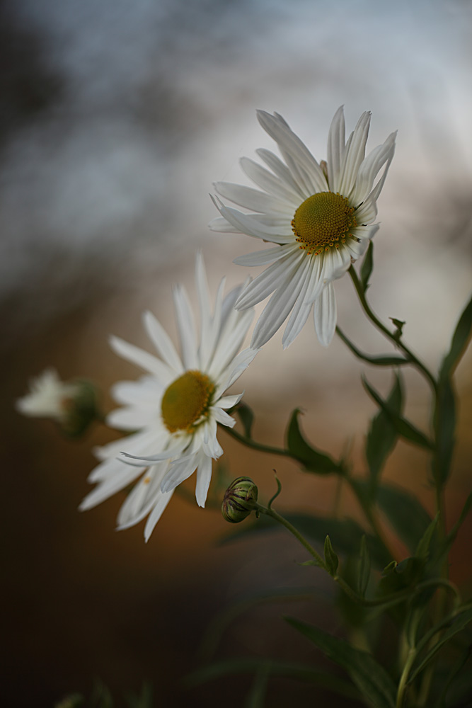 photo "***" tags: nature, macro and close-up, flowers, ромашки