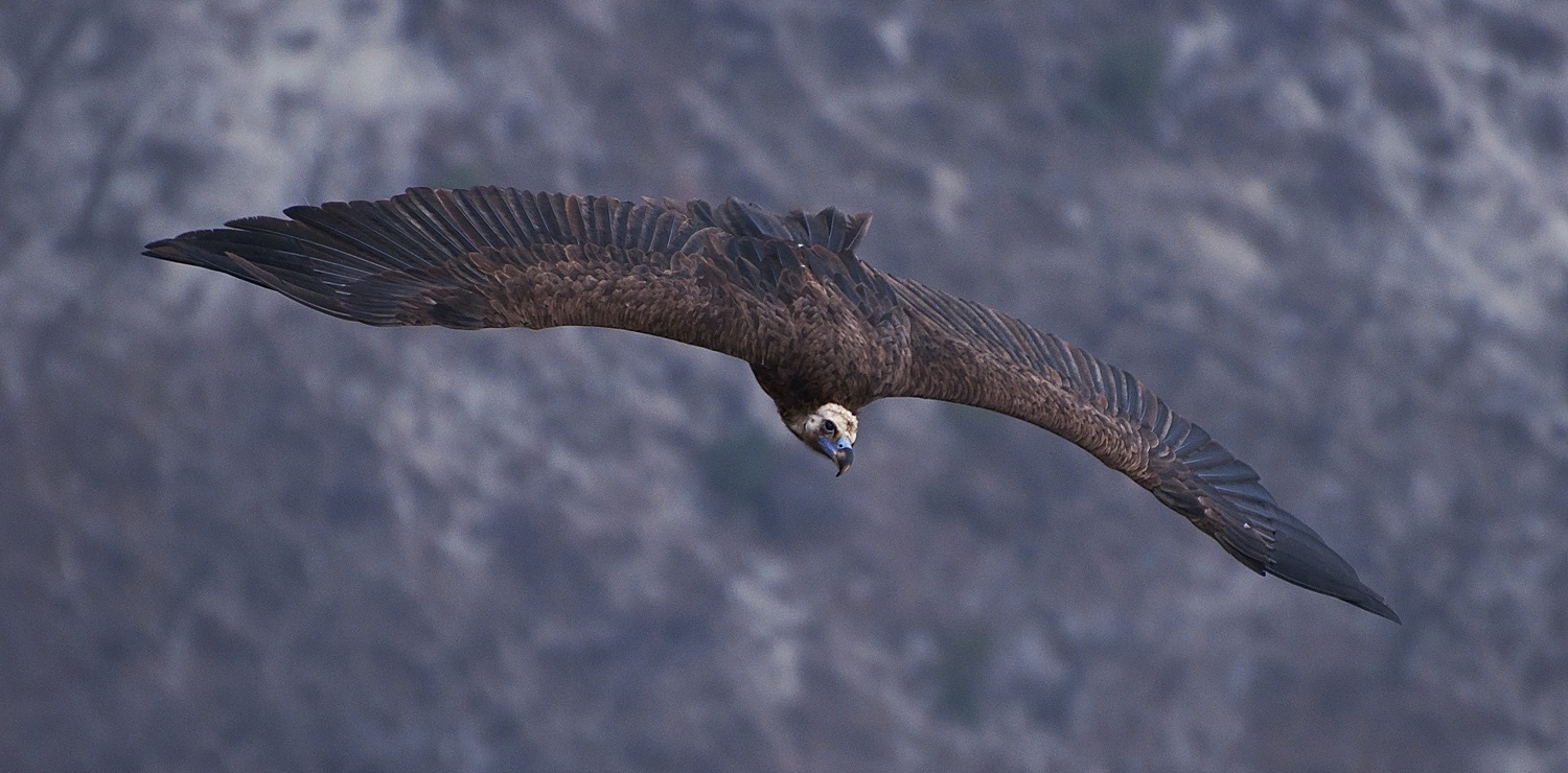 photo "***" tags: nature, flight, look, mountains, wild animals, wings, гриф, размах