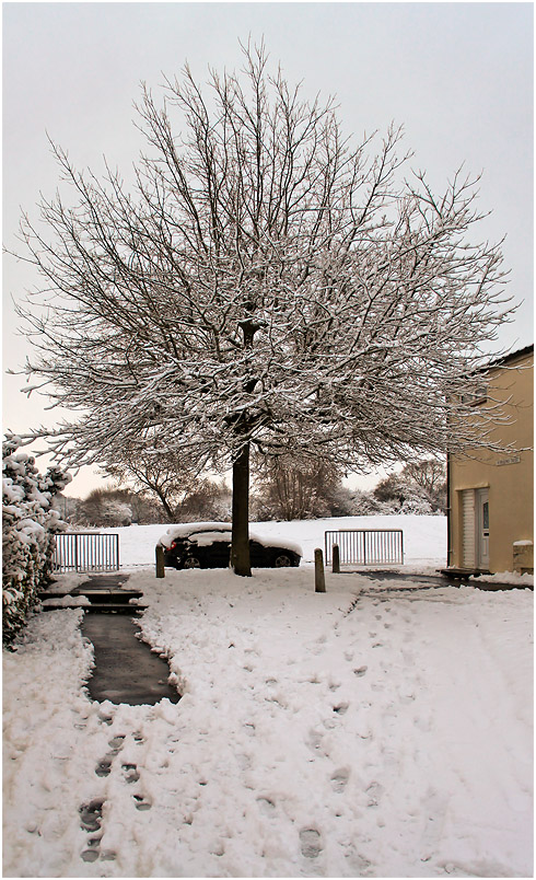 photo "***" tags: city, snow, tree, winter, дерева, январь