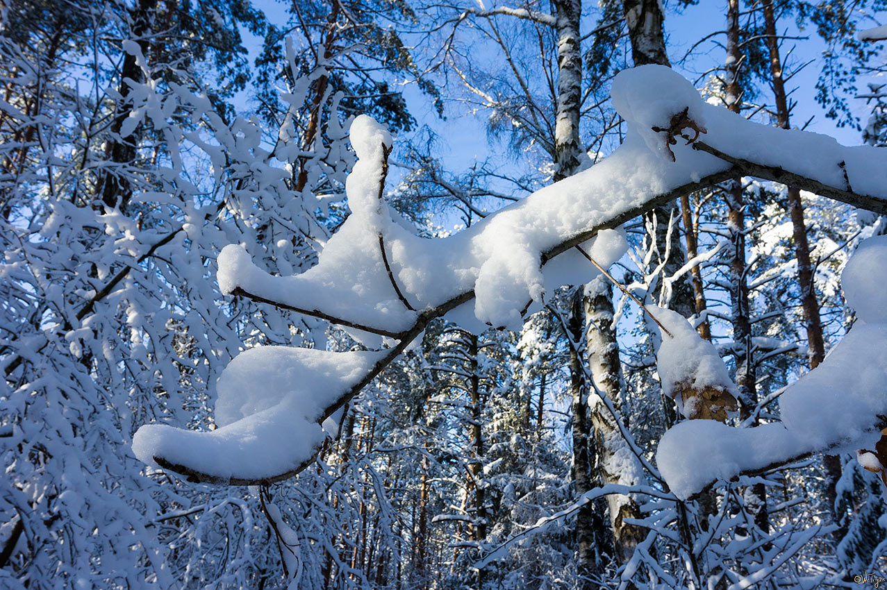 photo "***" tags: landscape, forest, winter