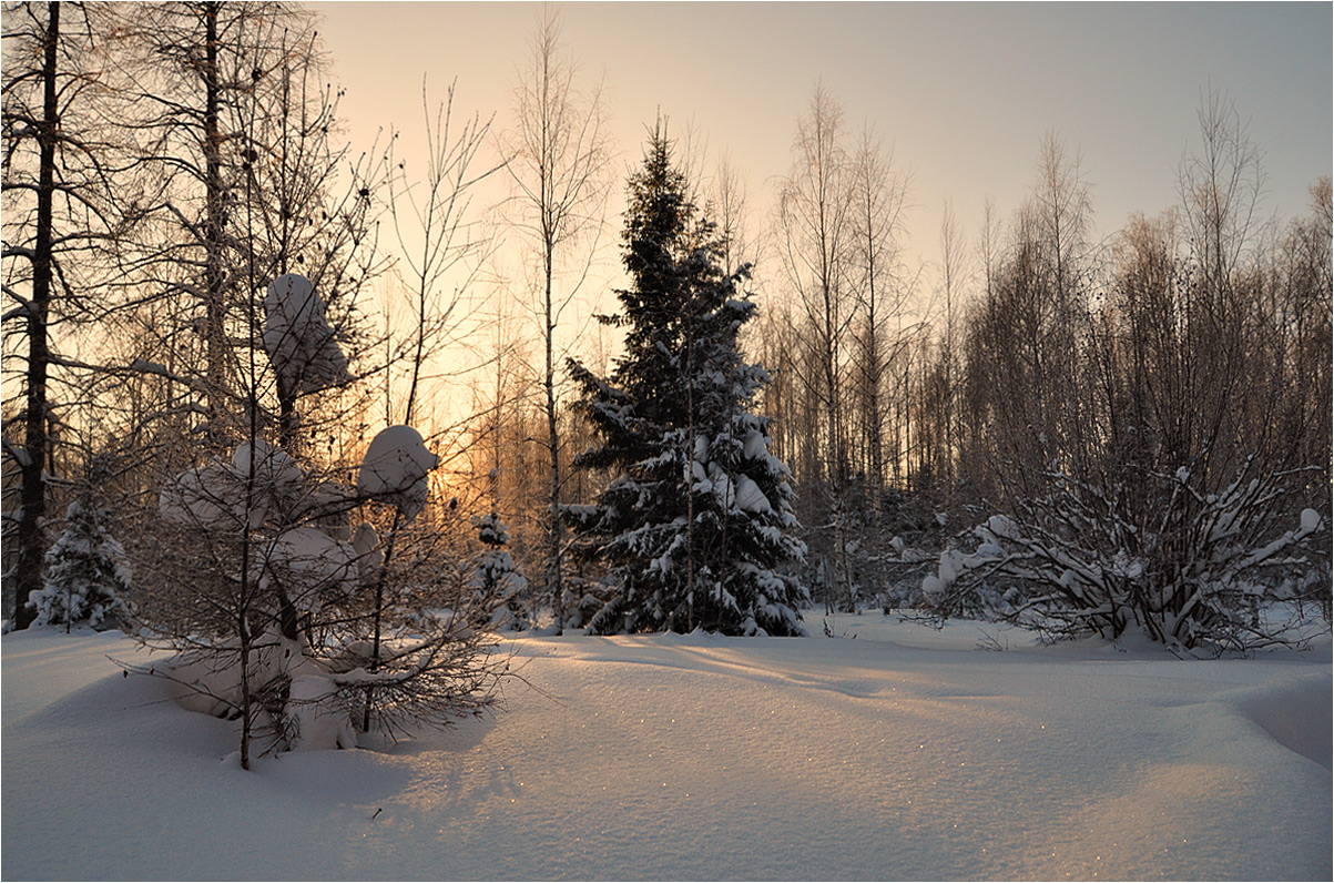 photo "***" tags: landscape, forest, sunset, winter, ели