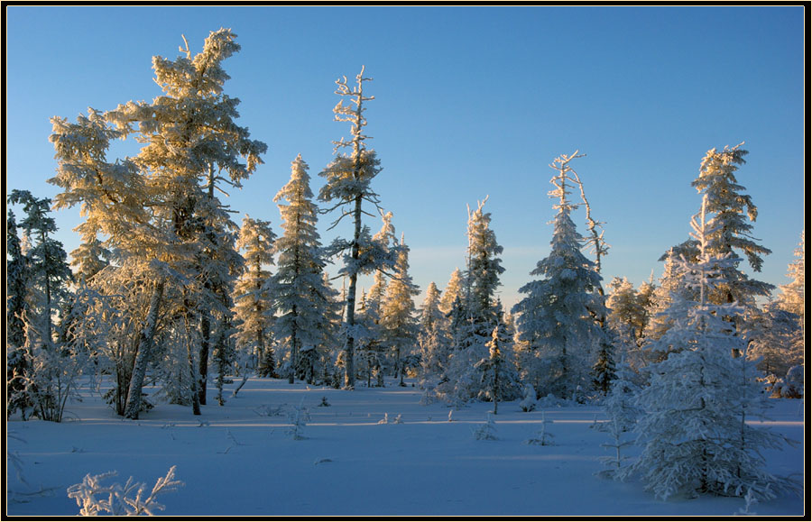 photo "***" tags: landscape, taiga, winter, мороз