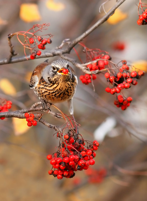 фото "***" метки: природа, 