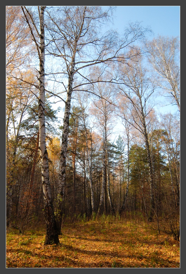 photo "Journey in autumn" tags: nature, landscape, autumn, forest