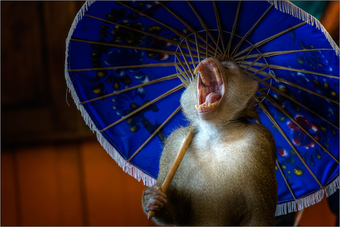 photo "Lead singer" tags: travel, nature, 