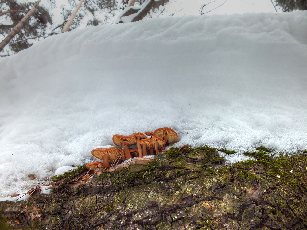 фото "Девятый вал" метки: природа, грибы, девятый вал, зимние опята, снег