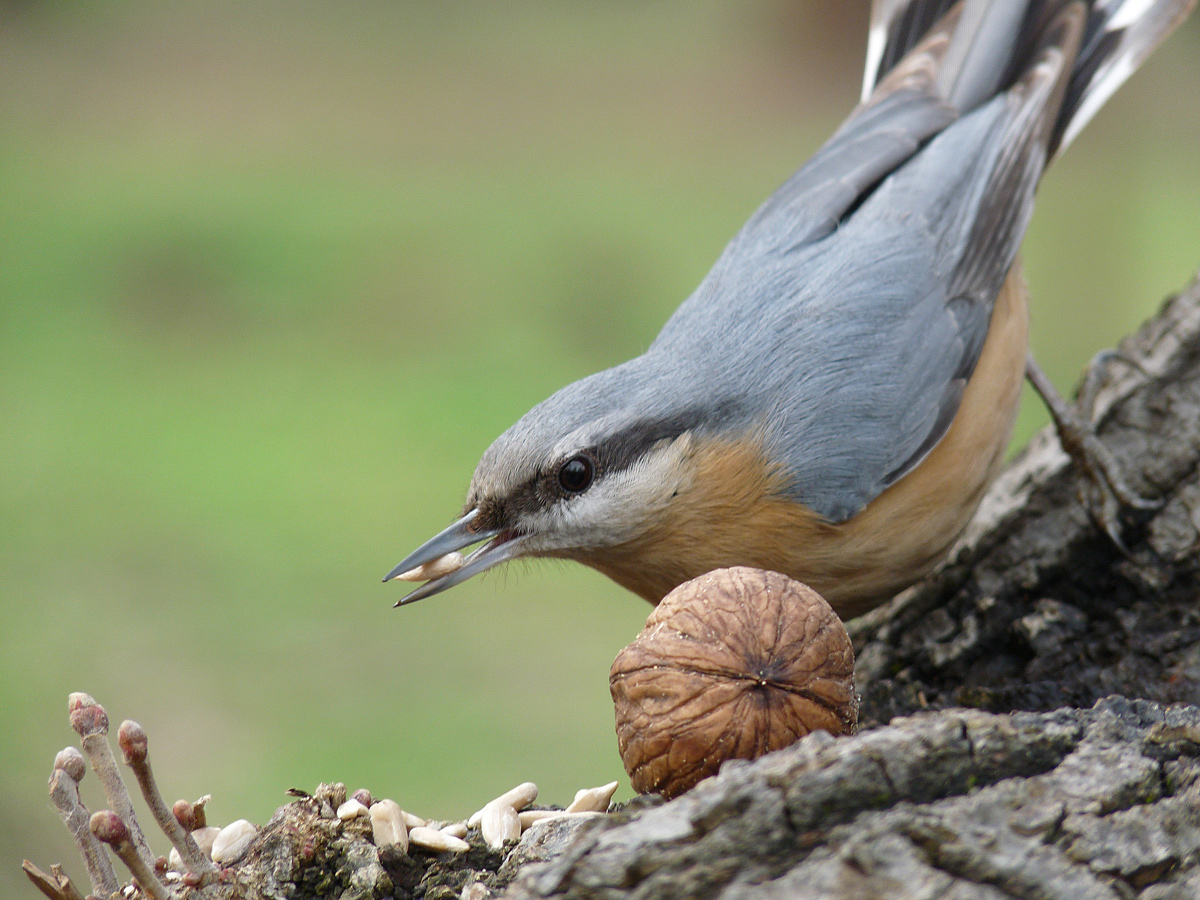 photo "***" tags: nature, wild animals