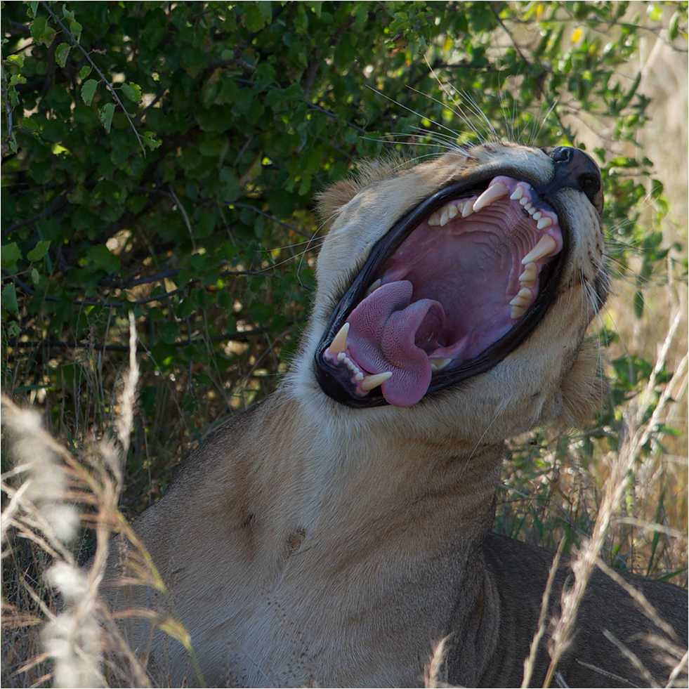 photo "Lion yawning" tags: nature, macro and close-up, travel, wild animals, Лев