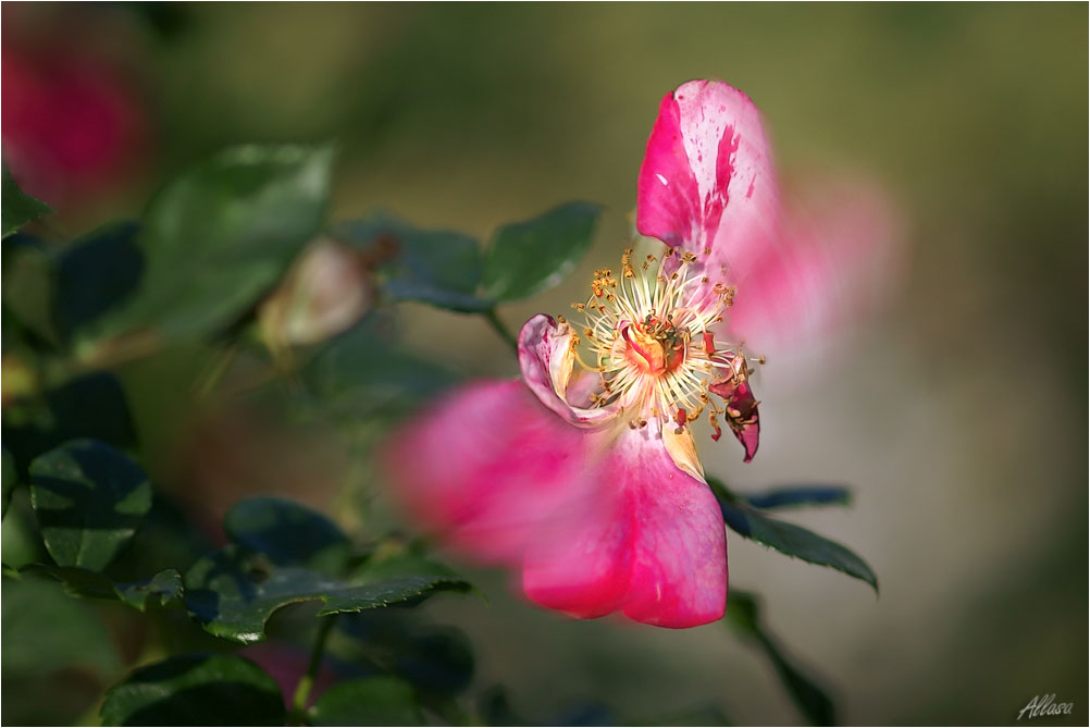 photo "***" tags: nature, digital art, 