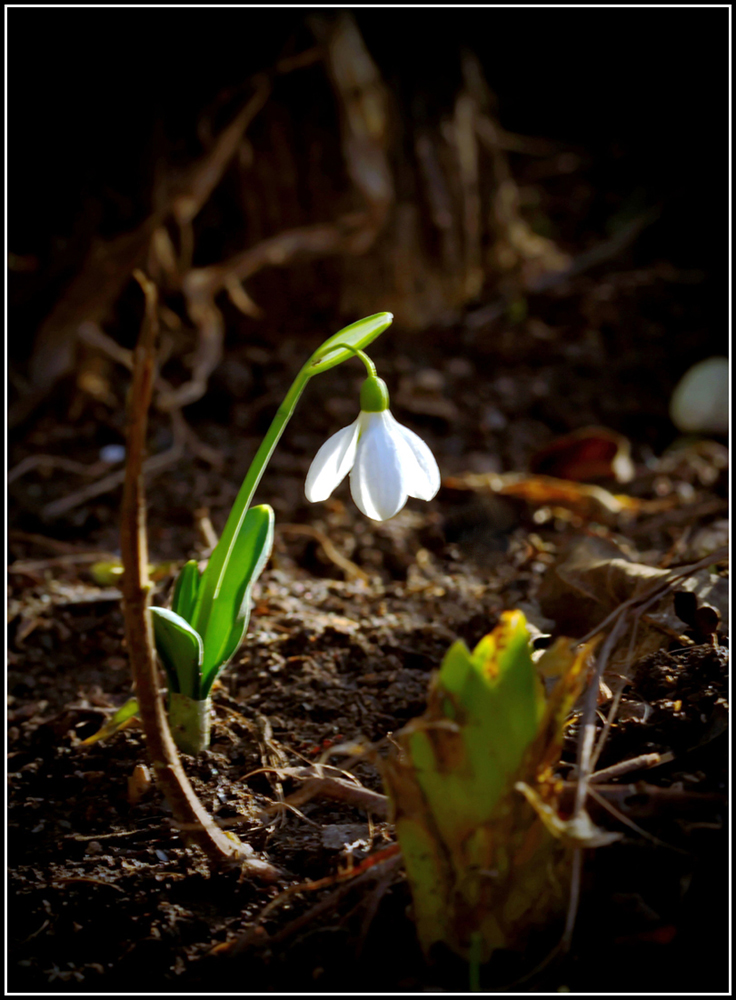 photo "February. Do not expect?" tags: nature, macro and close-up, Крымская зима, подснежник, февраль