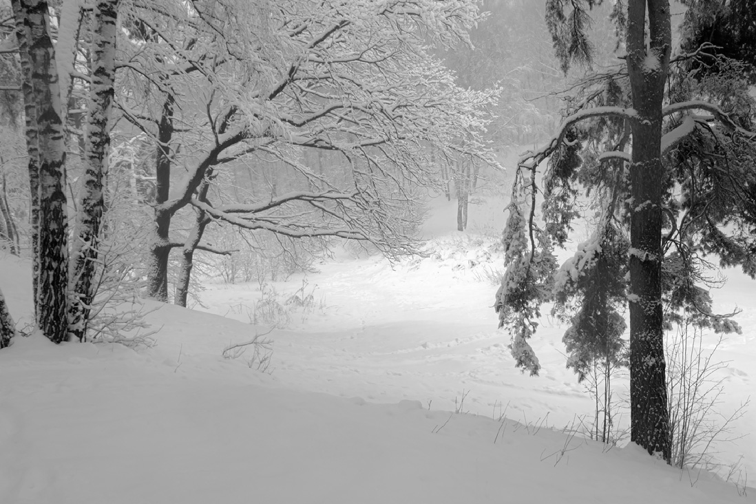 фото "Снег, снег..." метки: черно-белые, пейзаж, вечер, лес, метель, снег